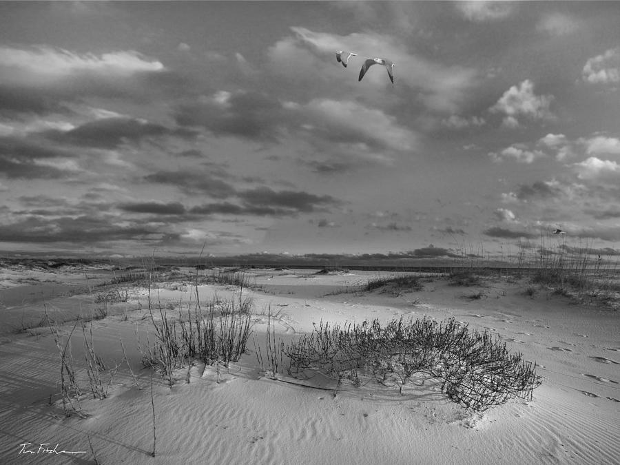 Coastal dunes, Gulf Islands National  Photograph by Tim Fitzharris