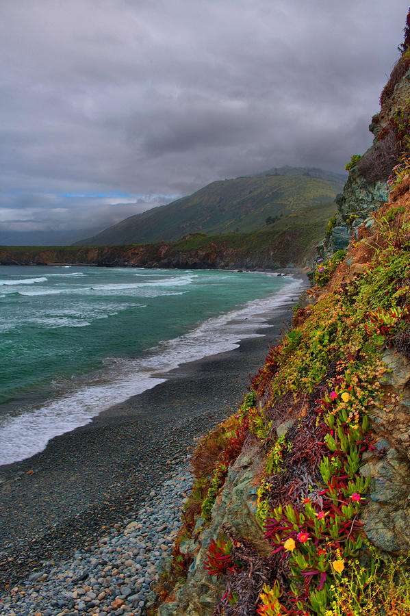 Coastal Flowers - Big Sur Photograph by Stephen Vecchiotti