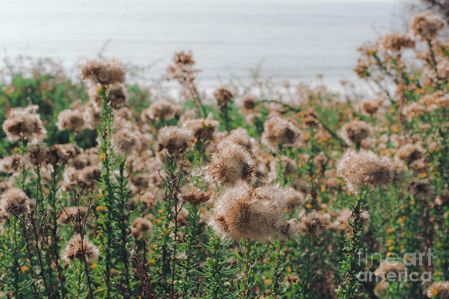 Coastal flowers, Southern California Photograph by Abigail Diane Photography