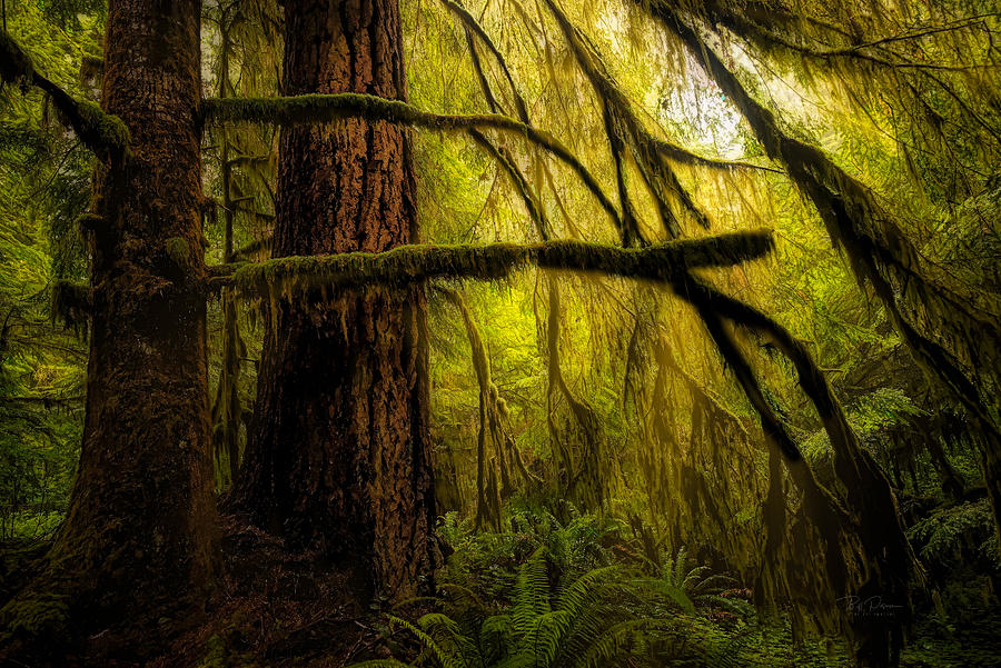 Coastal Forest Glow Photograph by Bill Posner