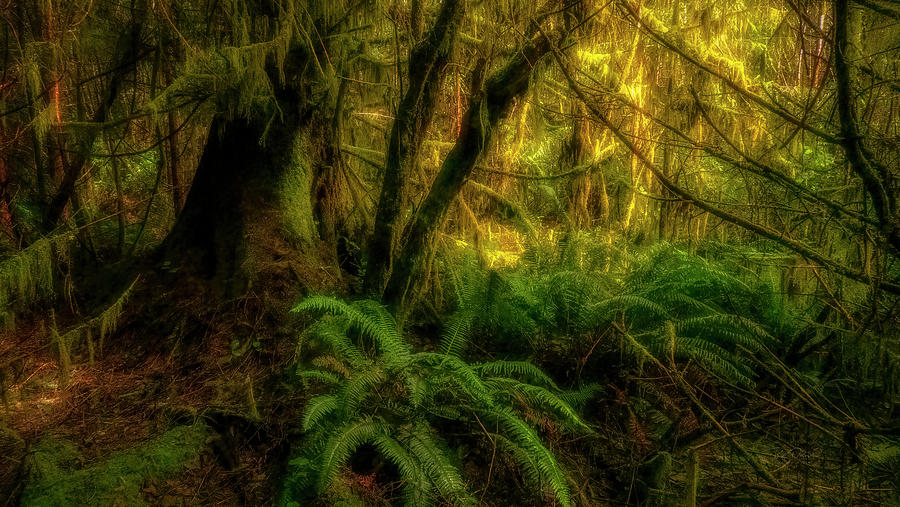 Coastal Forest Mysteries Photograph by Bill Posner