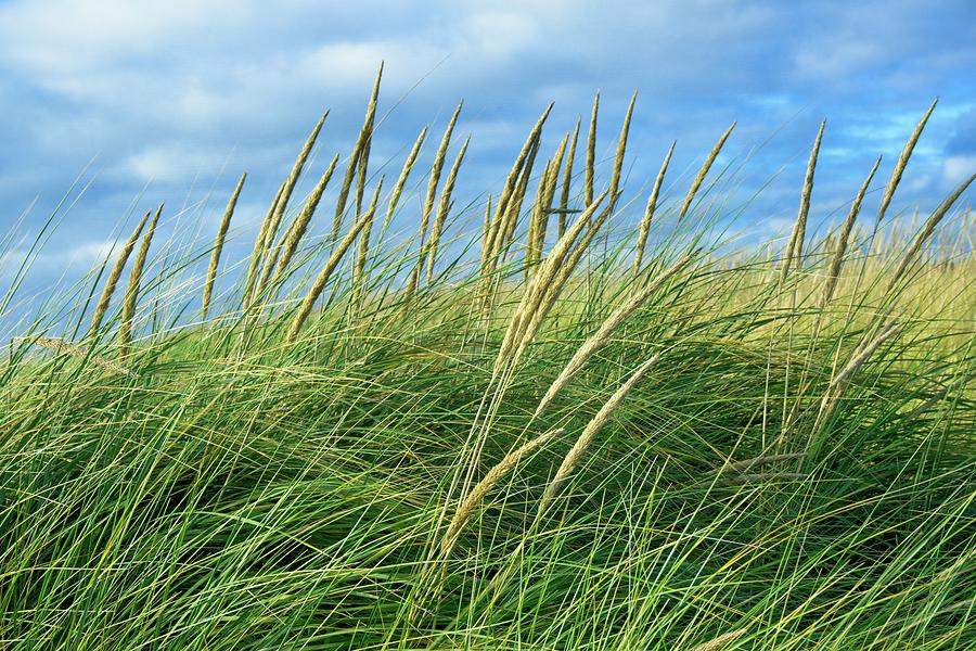 Coastal Grass Photograph by David Desautel