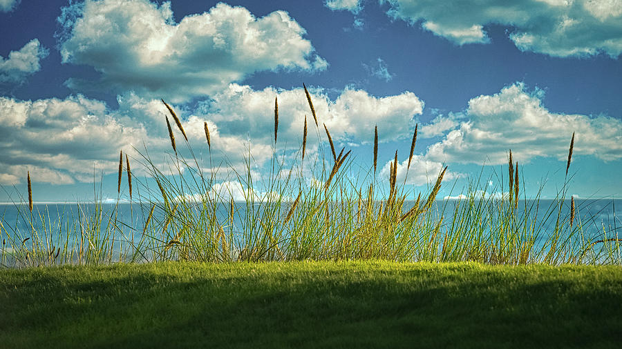 Coastal Grasses Photograph by Jon Snyder
