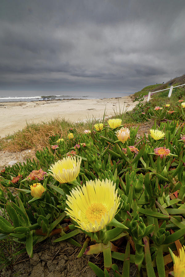 Coastal Iceplant Blooms 1 Photograph by Peter Tellone