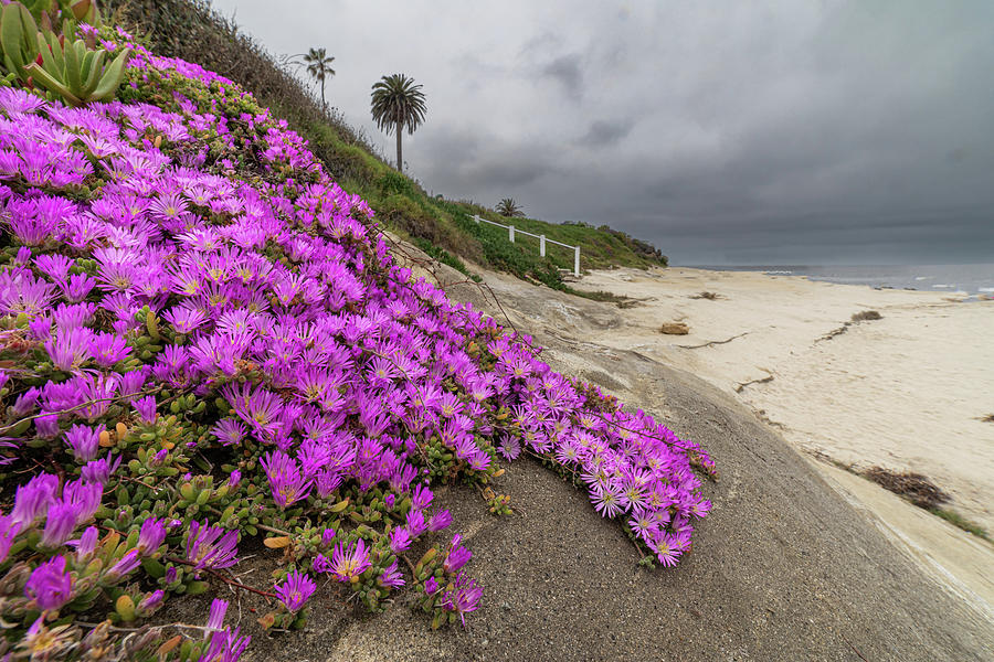 Coastal Iceplant Blooms 2 Photograph by Peter Tellone
