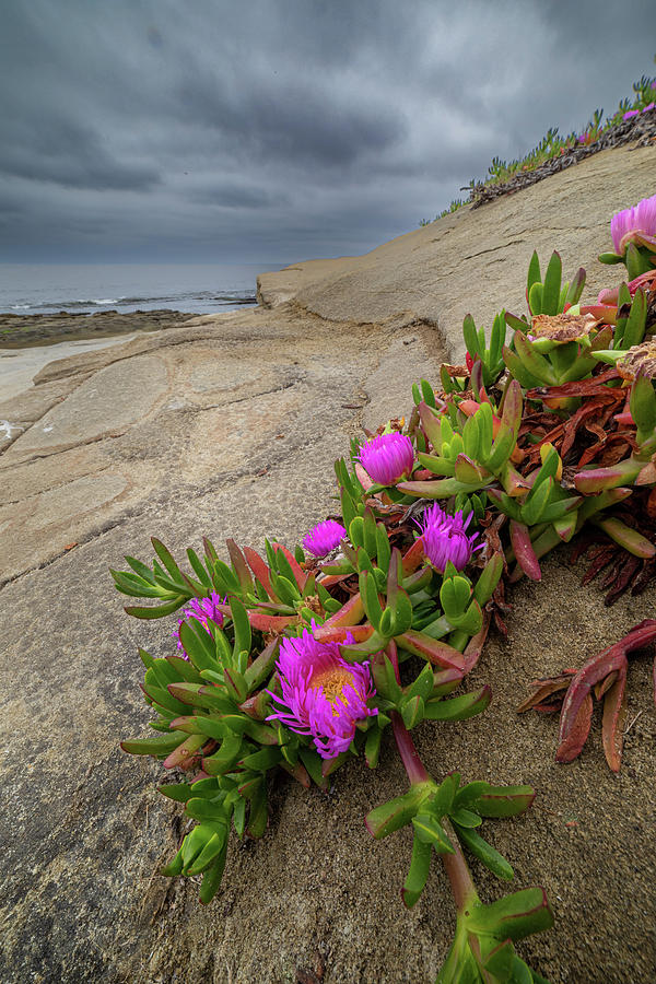 Coastal Iceplant Blooms 3 Photograph by Peter Tellone