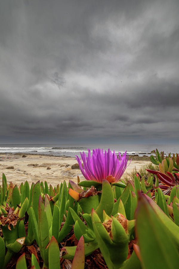 Coastal Iceplant Blooms 4 Photograph by Peter Tellone