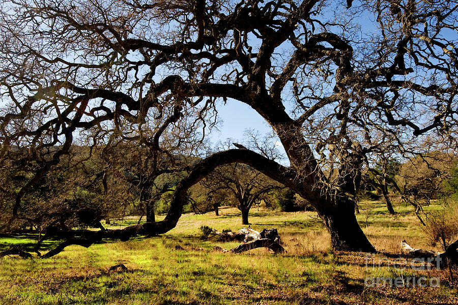 Coast Live Oak, Quercus Agrifolia In Santa Ynez Valley, California ...