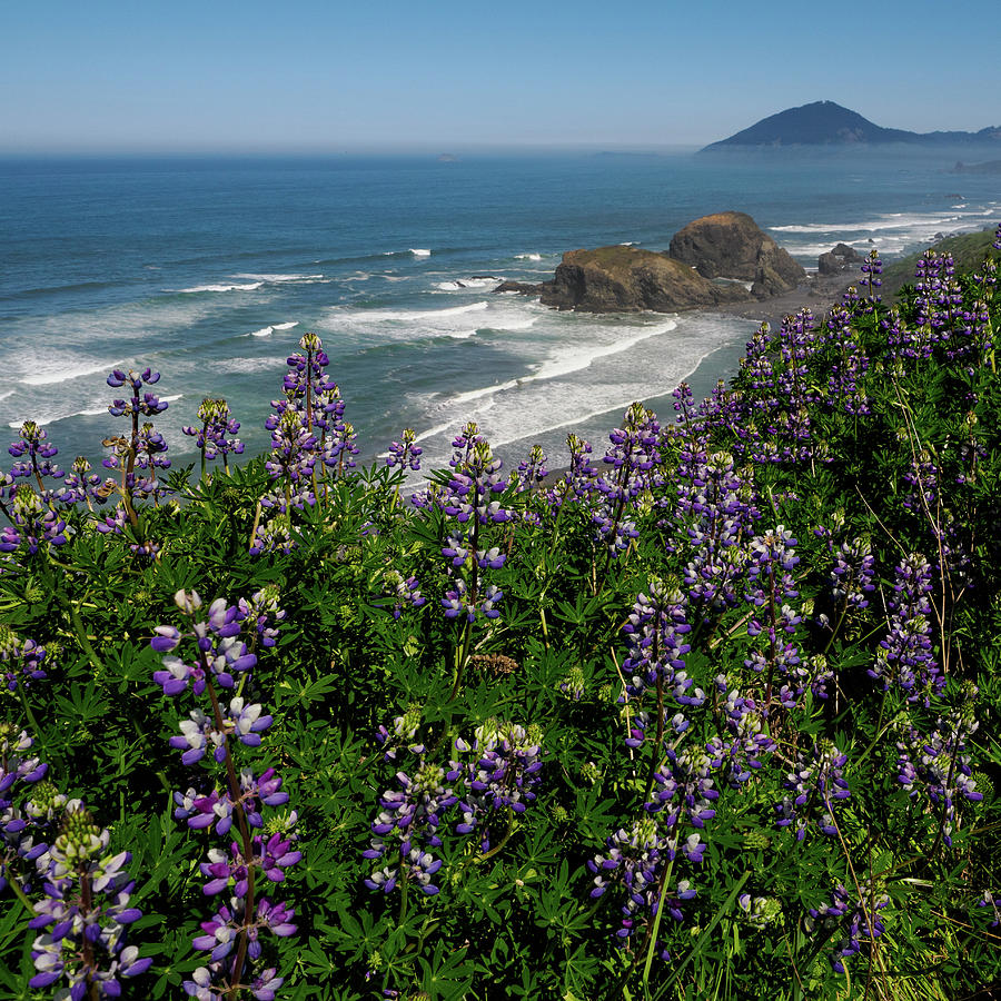 Coastal Lupine... Photograph by David Choate - Fine Art America