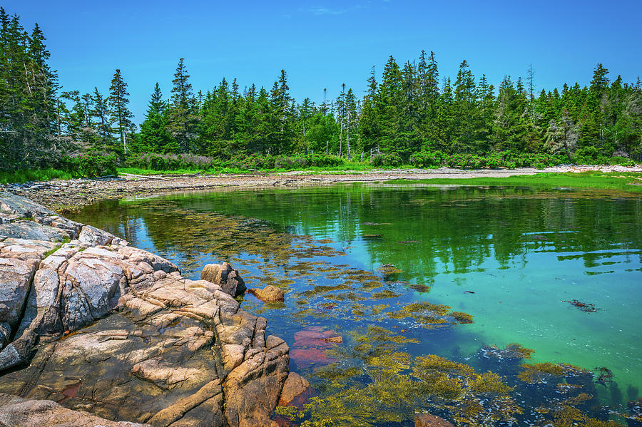 Coastal Maine Woods Photograph by Aaron Geraud Fine Art America