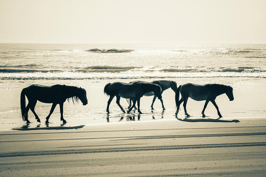 Black And White Photograph - Coastal Majesty - Untamed Horses Of Corolla - Sepia Edition by Gregory Ballos