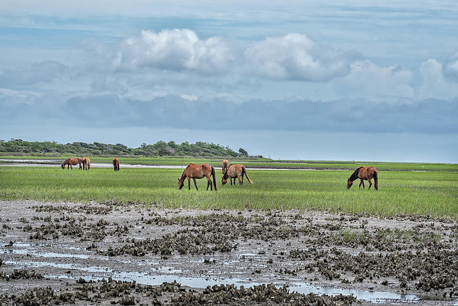 Coastal NC Wild Horses Photograph by Fon Denton