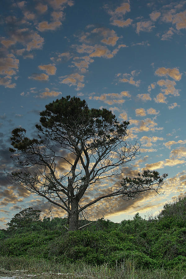 Coastal Pine Photograph by Darryl Brooks