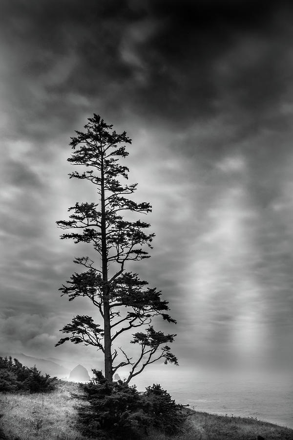 Coastal Pine Photograph by David Patterson