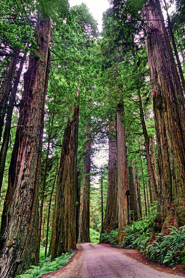 Coastal Redwoods on Howland Hill Road - California - Color Photograph by Nikolyn McDonald