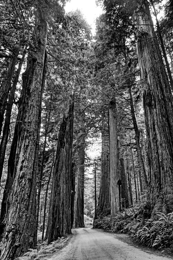 Coastal Redwoods on Howland Hill Road - California Photograph by Nikolyn McDonald