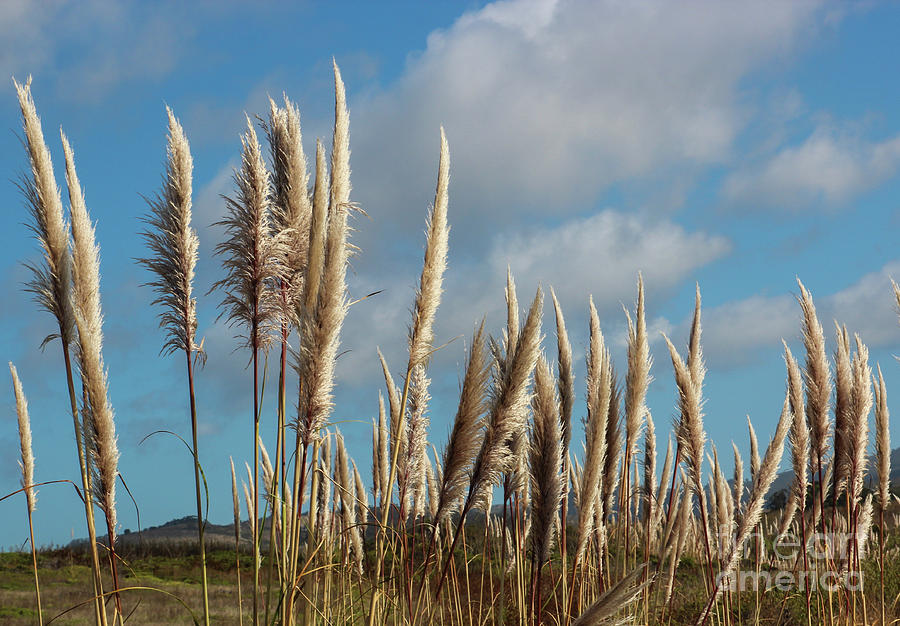 Beach Photograph - Coastal Reeds by Suzanne Luft