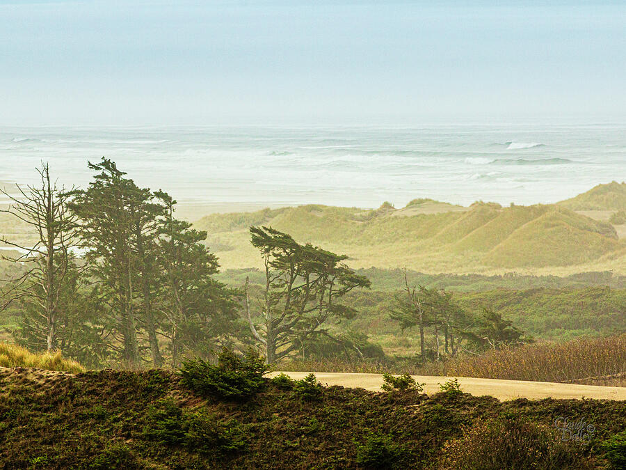 Coastal Sand Dunes Photograph by Claude Dalley
