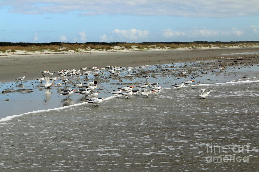 Coastal Sea Birds Photograph by Mary Haber