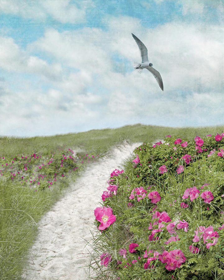Coastal Trail and Beach Roses  Photograph by Brooke T Ryan