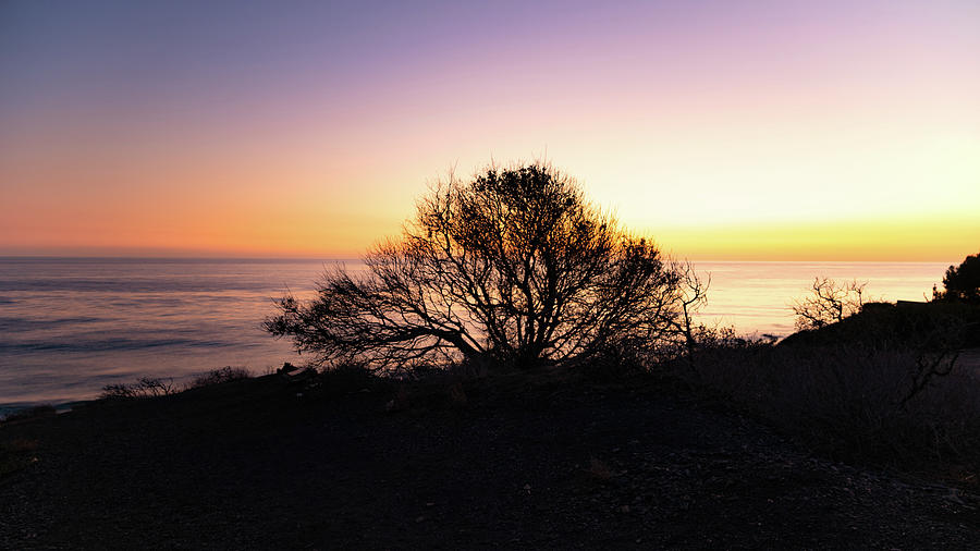 Coastal Tree After Sunset Photograph by Matthew DeGrushe