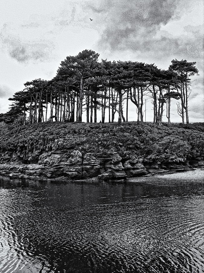 Coastal Trees Monochrome Photograph by Jeff Townsend