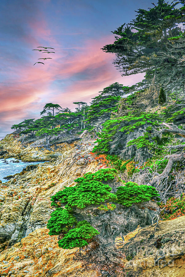 Coastal Trees on Cliffs Photograph by David Zanzinger
