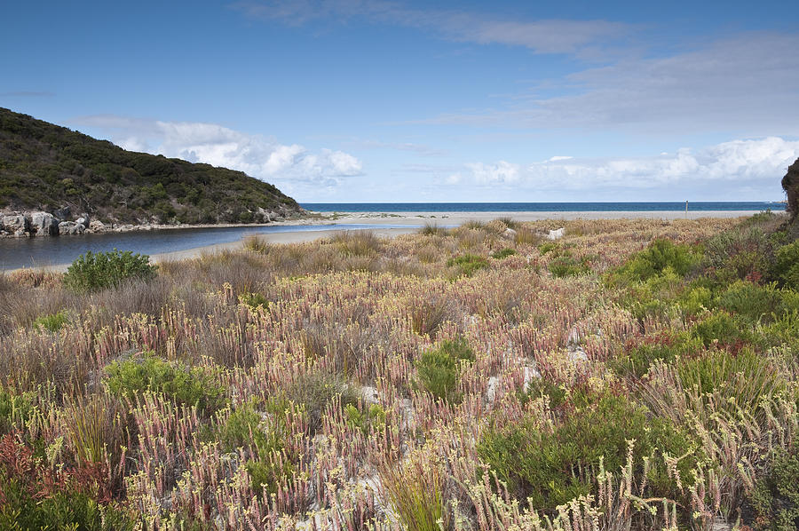 Coastal vegetation. Photograph by Ignacio Palacios