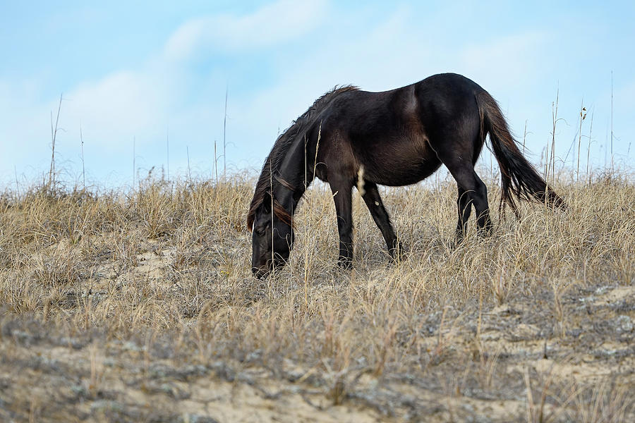 Coastal Wild Horse Photograph