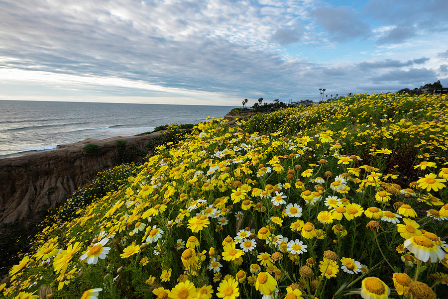 Coastal Wildflower Patch 2 Photograph by Scott Cunningham