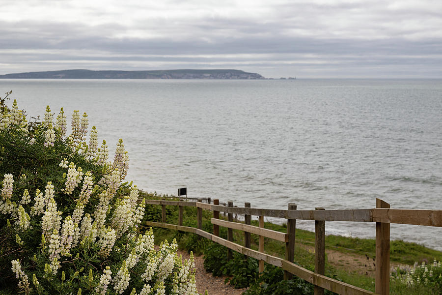 Coastal wildflowers Photograph by Shirley Mitchell
