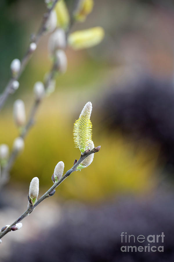 Coastal Willow Tree Catkins in Spring Photograph by Tim Gainey
