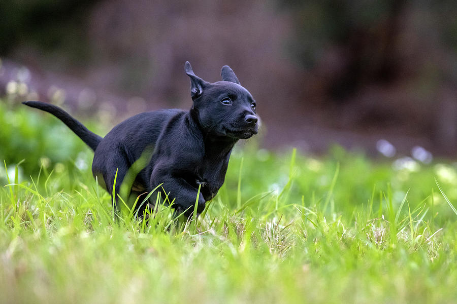Coated Miniature Xoloitzcuintle Playing Photograph by Diana Andersen