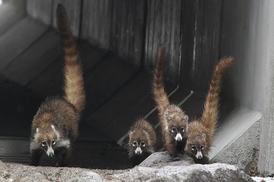 Coati Family Photograph by Ben Foster