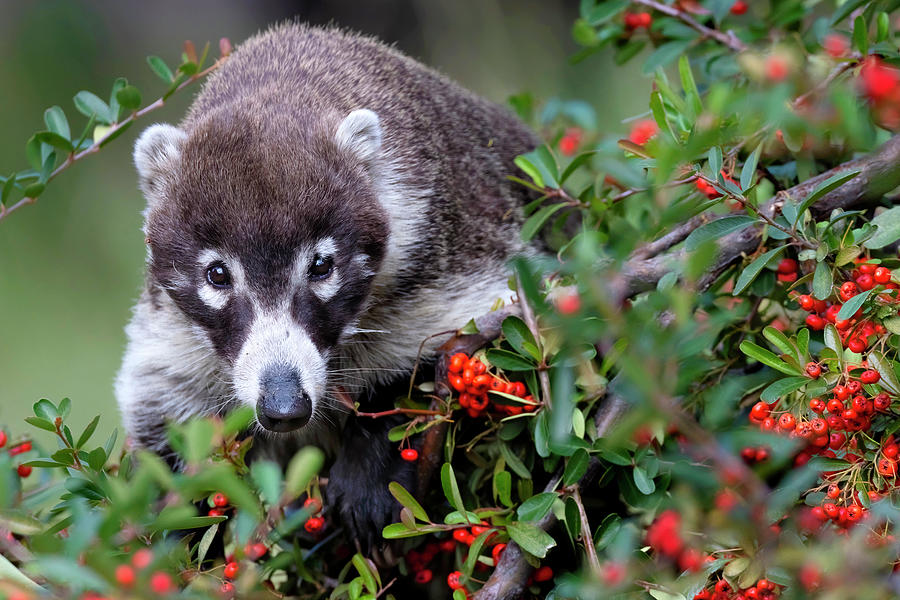 Coatimundi. Photograph by Paul Martin Coatimundi. Photograph by Paul Martin