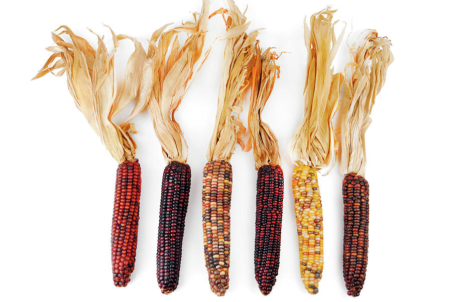 Cob corn Indian isolated on white Photograph by Severija Kirilovaite