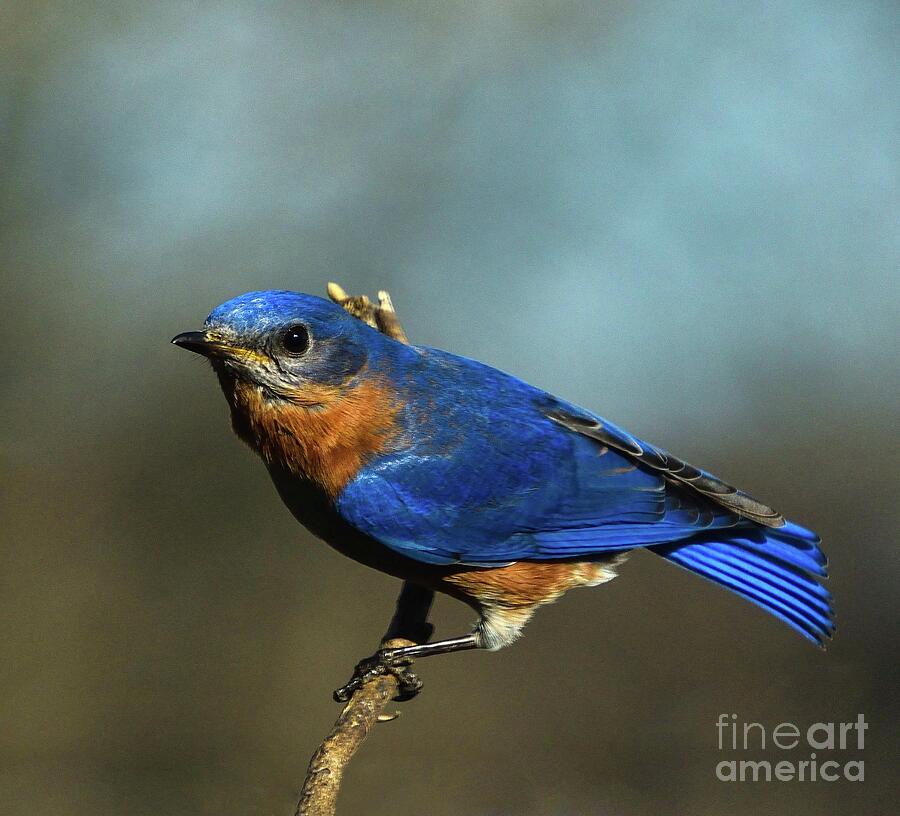 Bluebird Photograph - Cobalt Blue Eastern Bluebird by Cindy Treger