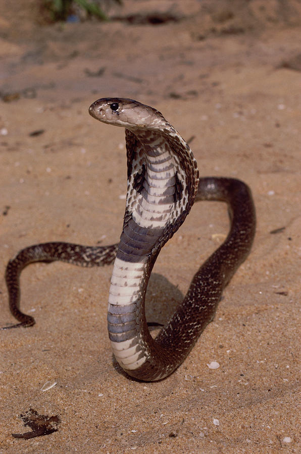 Cobra At Yala National Park In Sri Lanka Photograph by Frans Lemmens