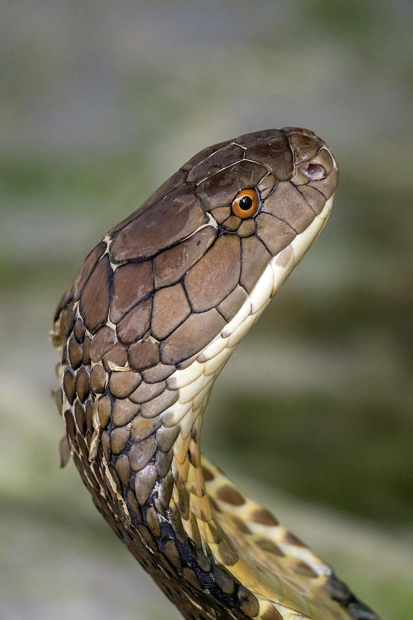 Cobra snake closeup Photograph by Mikhail Kokhanchikov