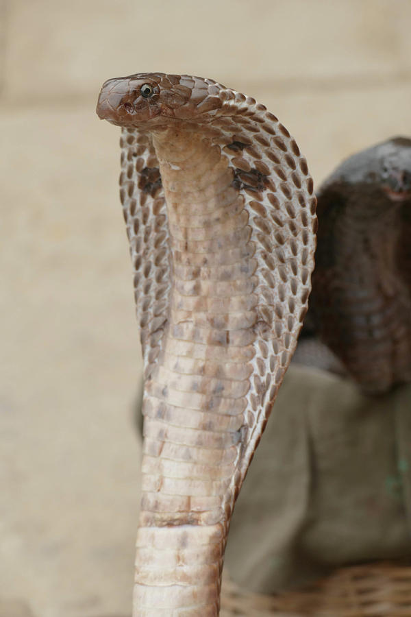Cobras of snake charmer on the ghat Photograph by Steve Estvanik