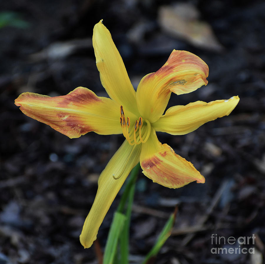 Coburg Fright Wig Lily by Skip Willits