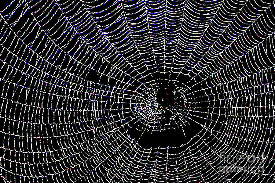 Cobweb on Black Photograph by Mariarosa Rockefeller