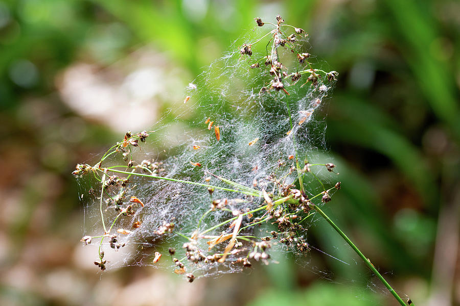 Nature Photograph - Cobweb on Great Wood Rush by Alternative Perspectives