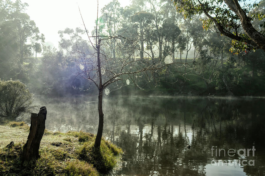 Cobwebs in the Fog, Blackwood River, Bridgetown, Western Australia Photograph by Elaine Teague