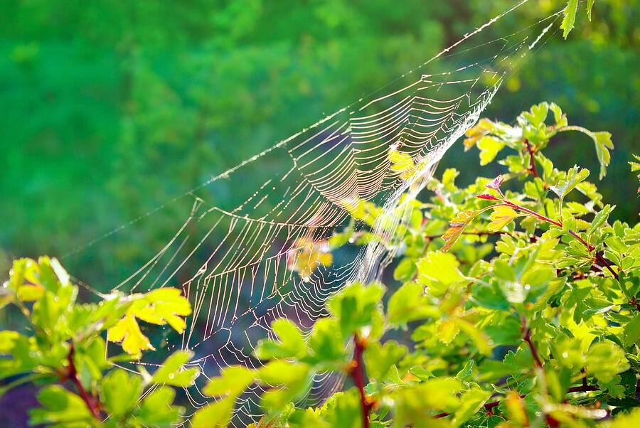 Cobwebs on a young tree in the morning in forest. Photograph by Alexandrum79