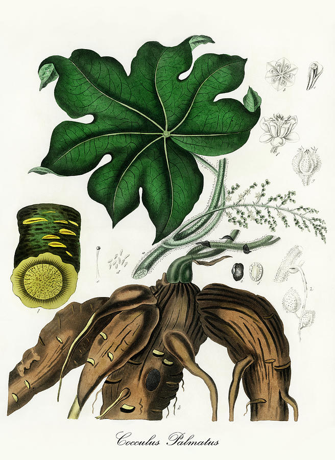 Nature Digital Art - Cocculus Palmatus - Moonseed -  Medical Botany - Vintage Botanical Illustration - Plants and Herbs by Studio Grafiikka