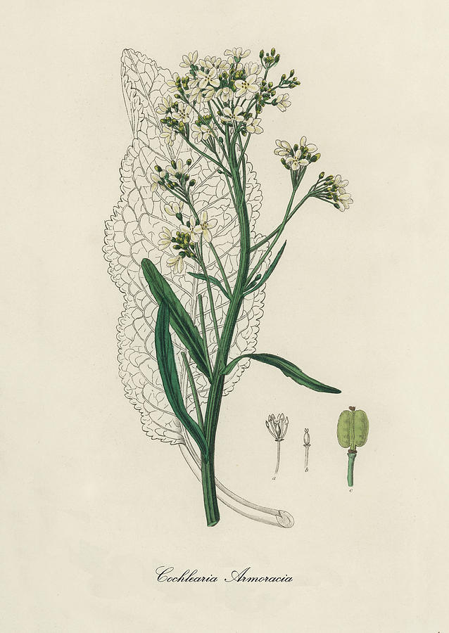 Nature Digital Art - Cochlearia Armoracia - Horseradish - Medical Botany - Vintage Botanical Illustration by Studio Grafiikka