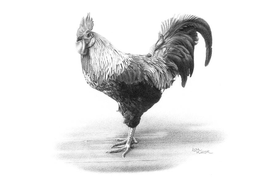 Cock A Doodle Doo 2 Drawing By Lisa Molitor Pixels