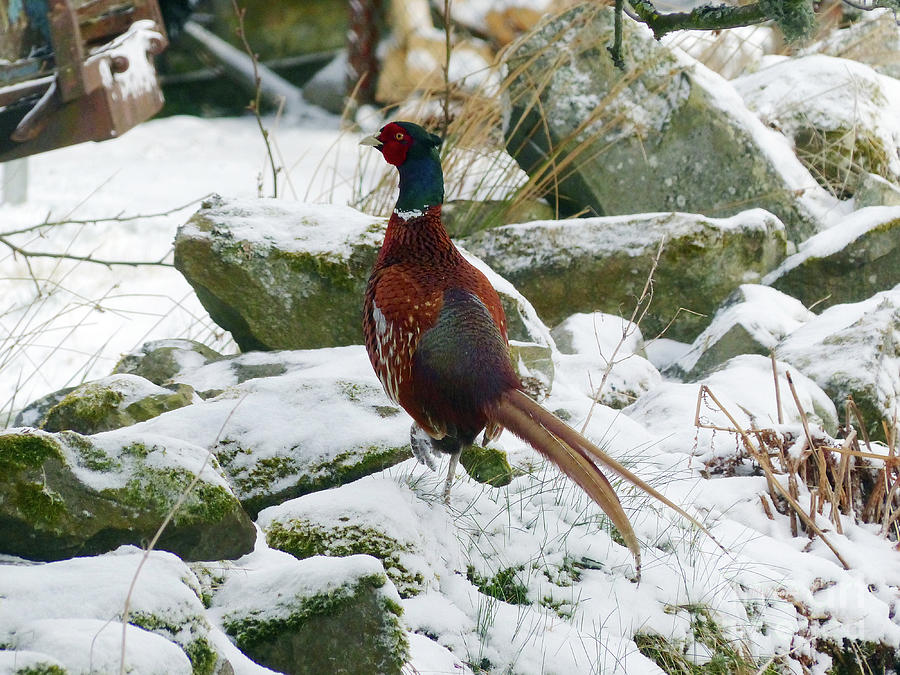 Cock Pheasant  Photograph by Phil Banks
