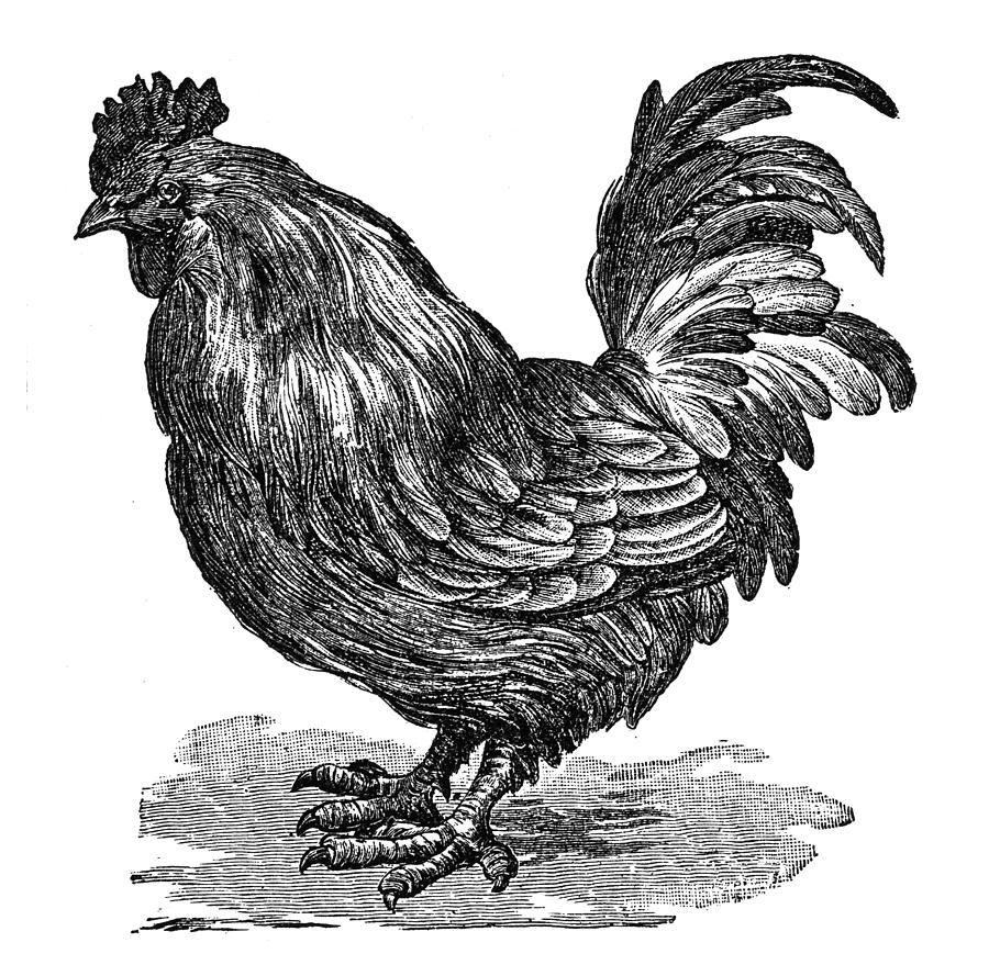 Cock ,Rooster or Cockerel Drawing by Nastasic